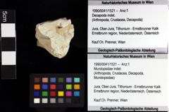 Foto (Objket + Etiketten) von Cyclothyreus sp. 